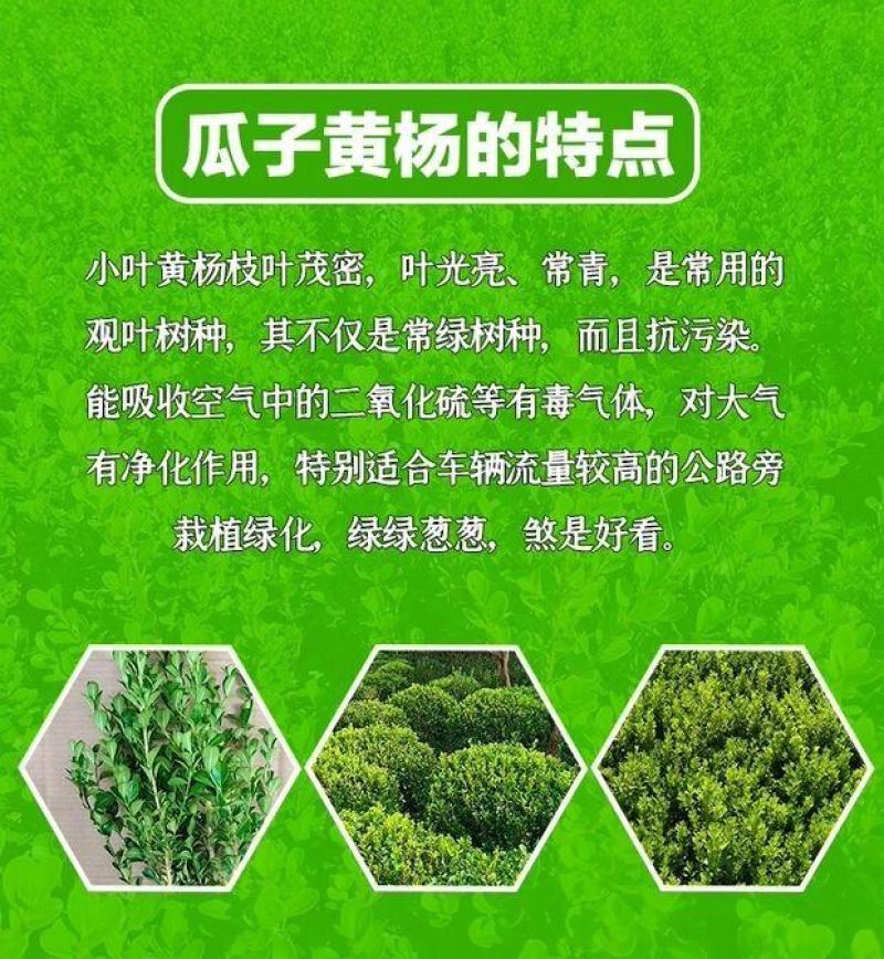 黄杨盆景耐寒办公室内盆栽四季常青好养客厅花卉庭院树苗桌面