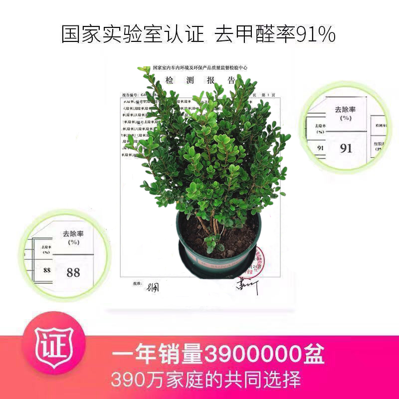 小叶黄杨冬青树苗黄杨球老桩盆景篱笆围墙植物庭院四季长青
