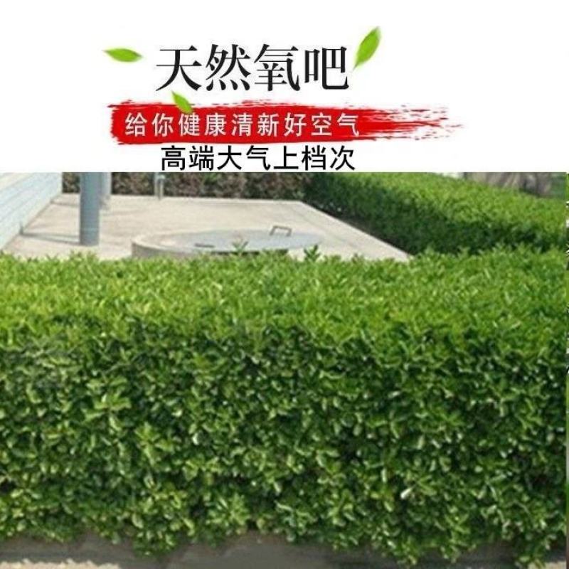 小叶黄杨冬青树苗黄杨球老桩盆景篱笆围墙植物庭院四季长青