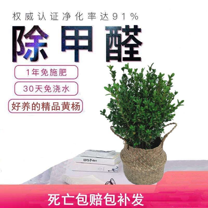 小叶黄杨冬青树苗黄杨球老桩盆景篱笆围墙植物庭院四季长青