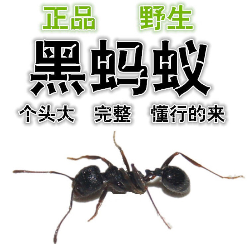 黑蚂蚁无硫野生黑蚂蚁干净无杂质可代打粉