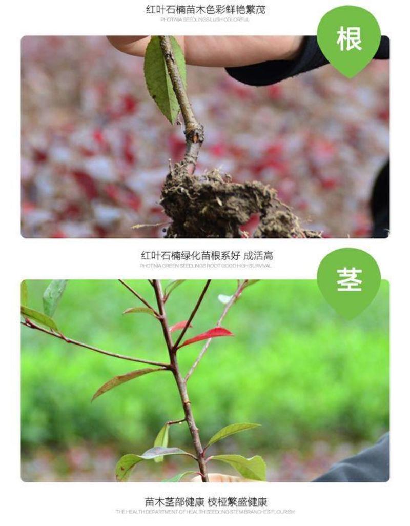 新釆红叶石楠种子四季常青绿化树石楠种子