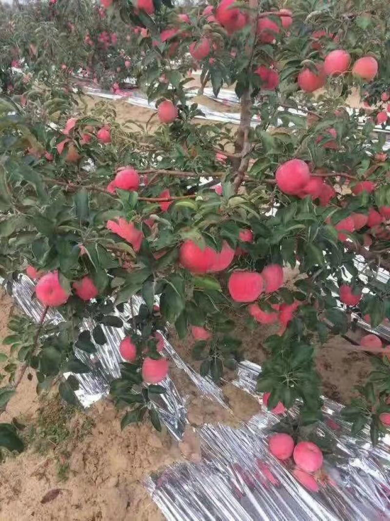 辽宁红富士苹果糖度可以膜纸袋表面光滑，无伤