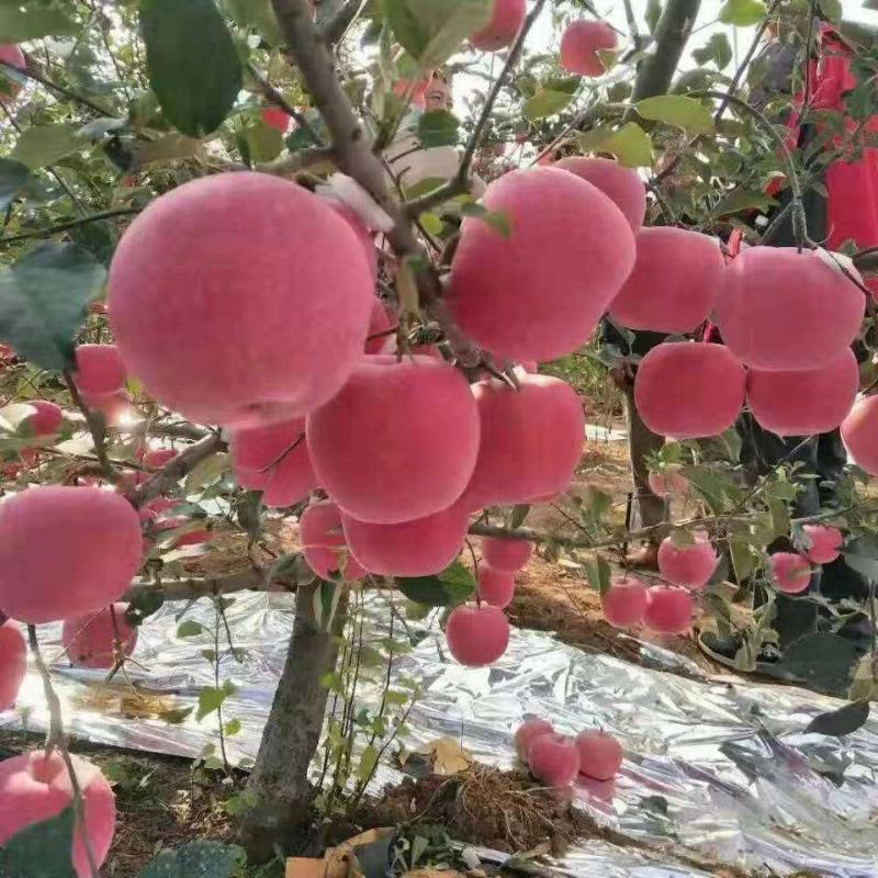 辽宁红富士苹果糖度可以膜纸袋表面光滑，无伤