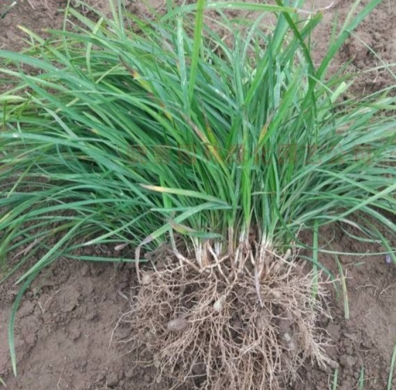 矮麦冬草沿阶草四季常绿植物玉龙草金边麦冬草庭院道路地被绿