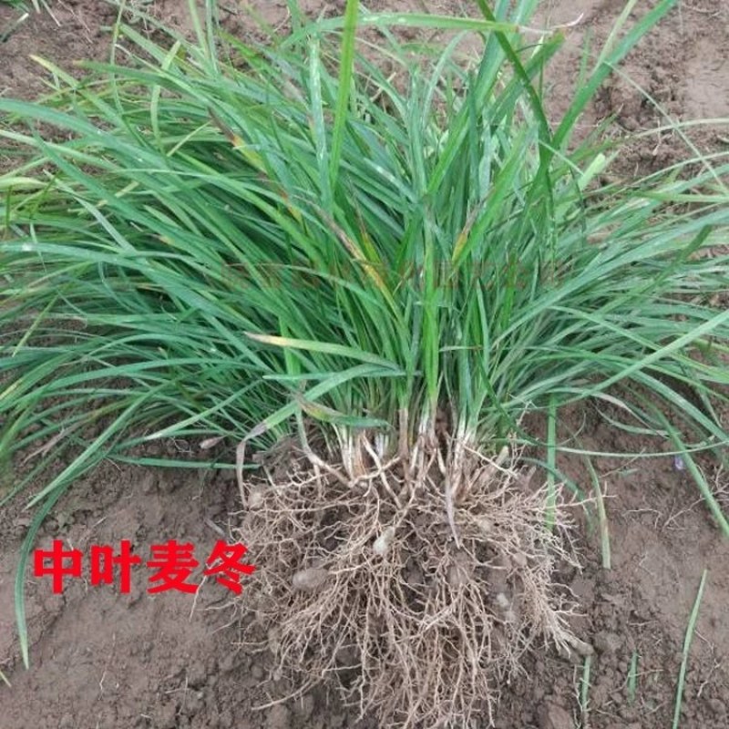 矮麦冬草沿阶草四季常绿植物玉龙草金边麦冬草庭院道路地被绿