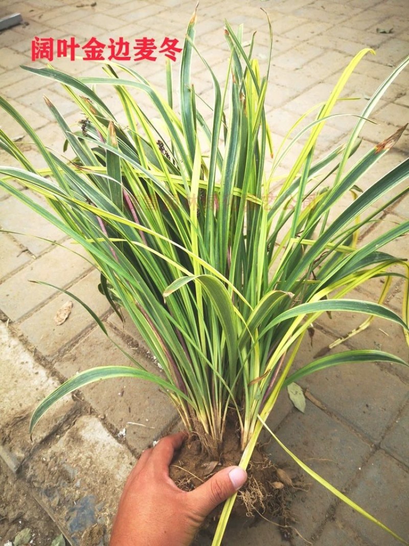 矮麦冬草沿阶草四季常绿植物玉龙草金边麦冬草庭院道路地被绿