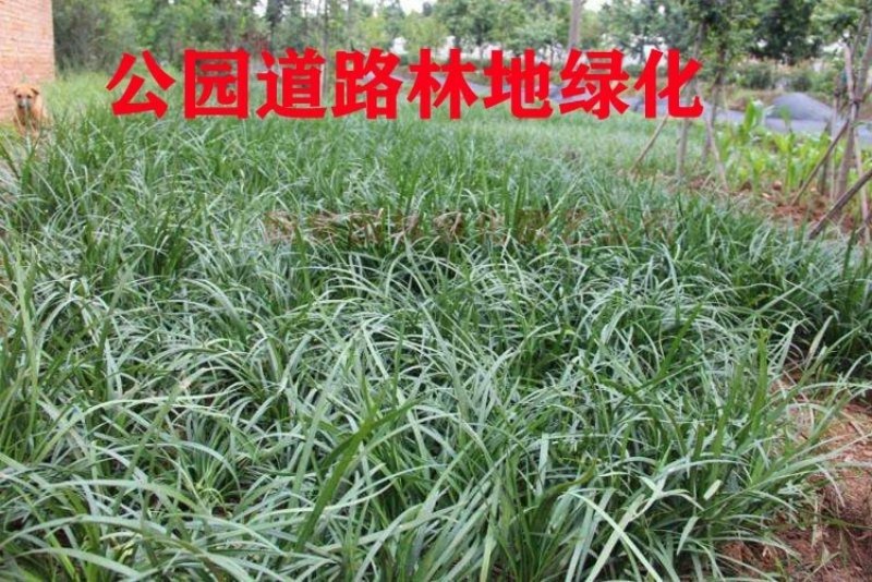 矮麦冬草沿阶草四季常绿植物玉龙草金边麦冬草庭院道路地被绿