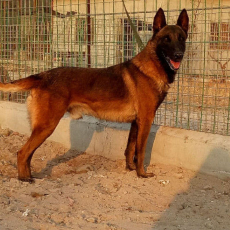 狗，纯种爆红马犬幼犬活体大型比利时牧羊犬看家护院猎犬警犬