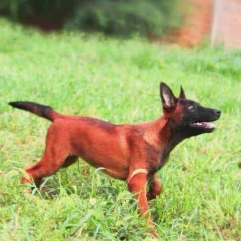 狗，纯种爆红马犬幼犬活体大型比利时牧羊犬看家护院猎犬警犬