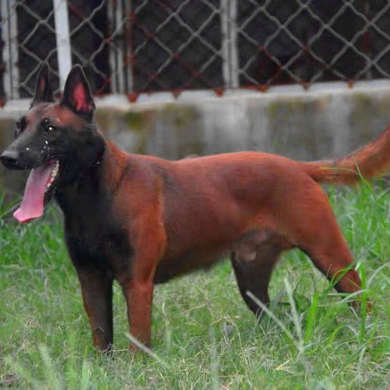 狗，纯种爆红马犬幼犬活体大型比利时牧羊犬看家护院猎犬警犬