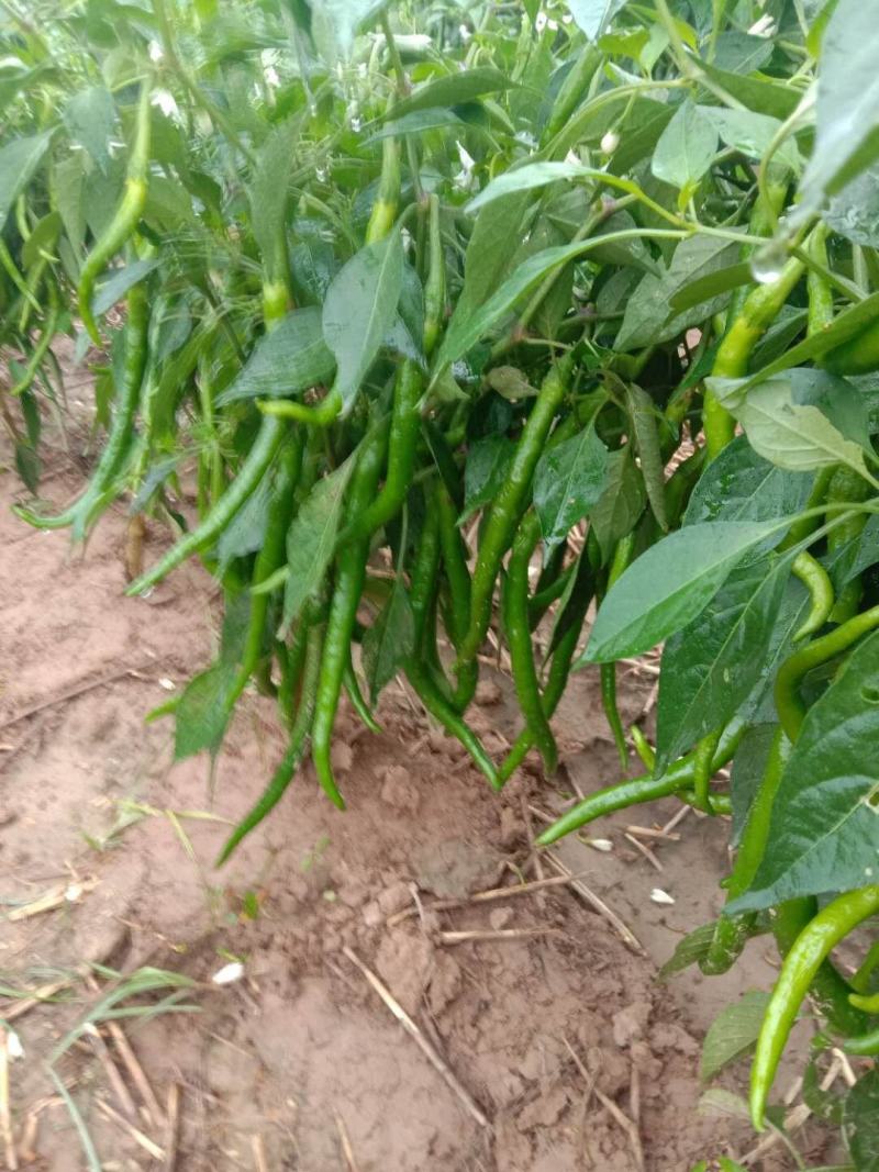 青线椒【河南开封通许万亩基地直供高质量高标准】