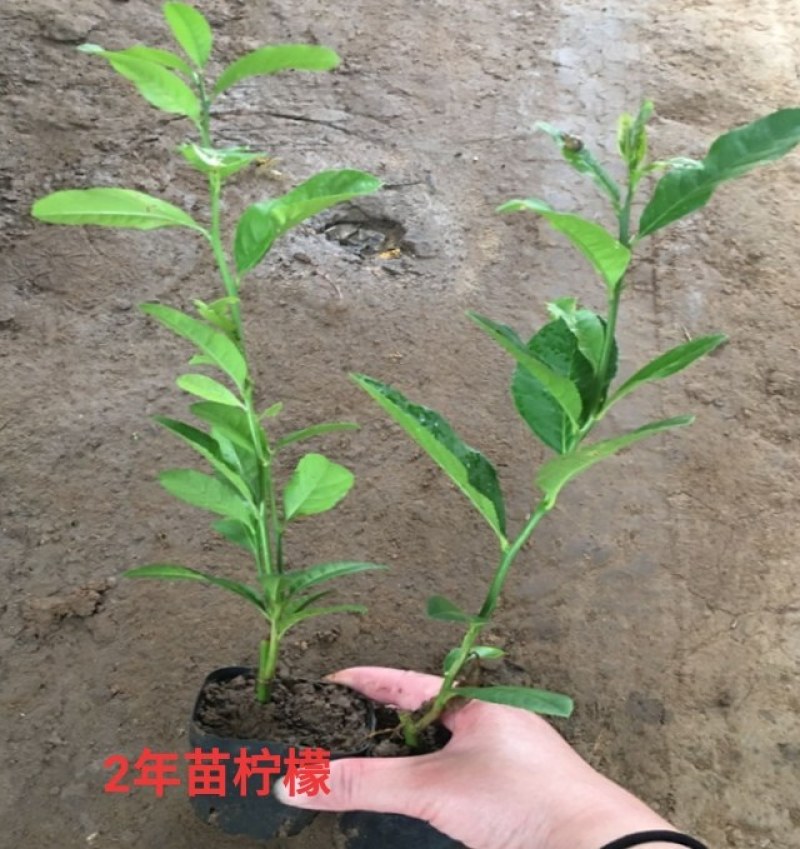 四季香水柠檬树苗带花水果苗盆栽绿植室内阳台庭院植物