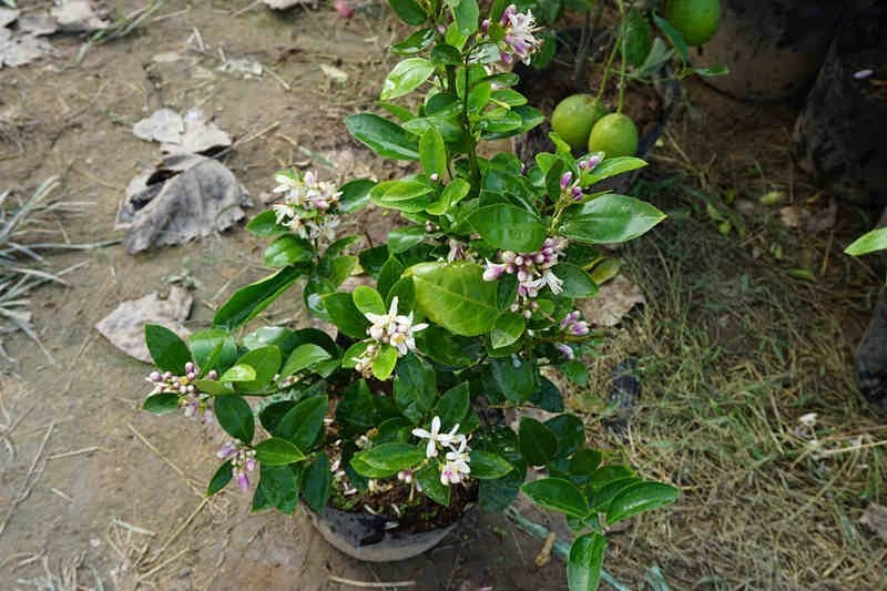 四季香水柠檬树苗带花水果苗盆栽绿植室内阳台庭院植物