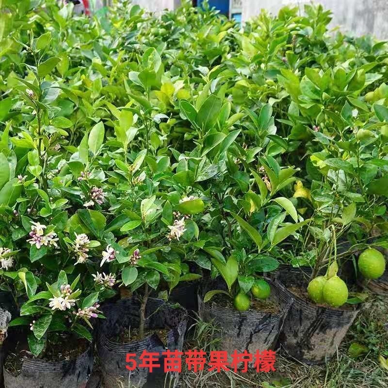 四季香水柠檬树苗带花水果苗盆栽绿植室内阳台庭院植物