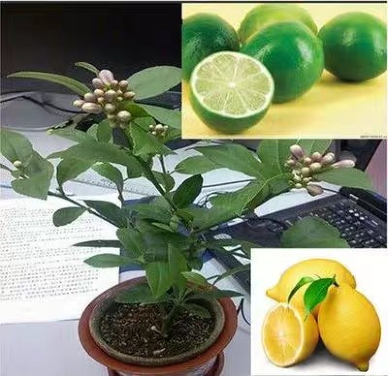 四季香水柠檬树苗带花水果苗盆栽绿植室内阳台庭院植物