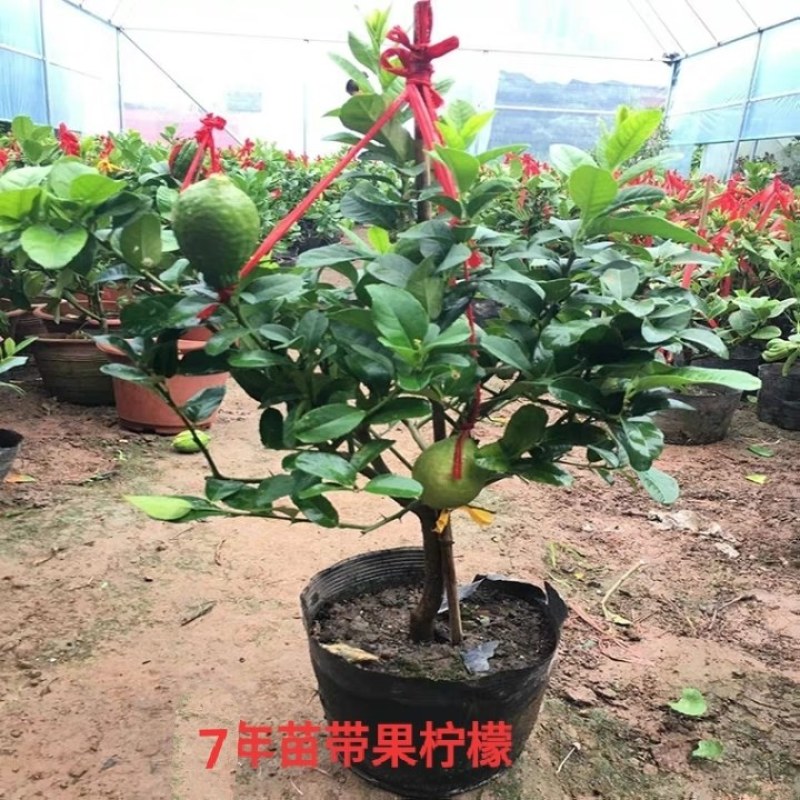 四季香水柠檬树苗带花水果苗盆栽绿植室内阳台庭院植物