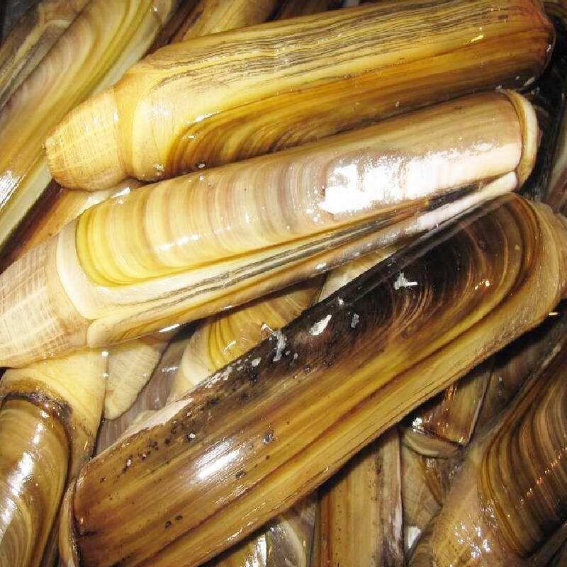 蛏子王，大蛏子，活度非常好，没有任何破损