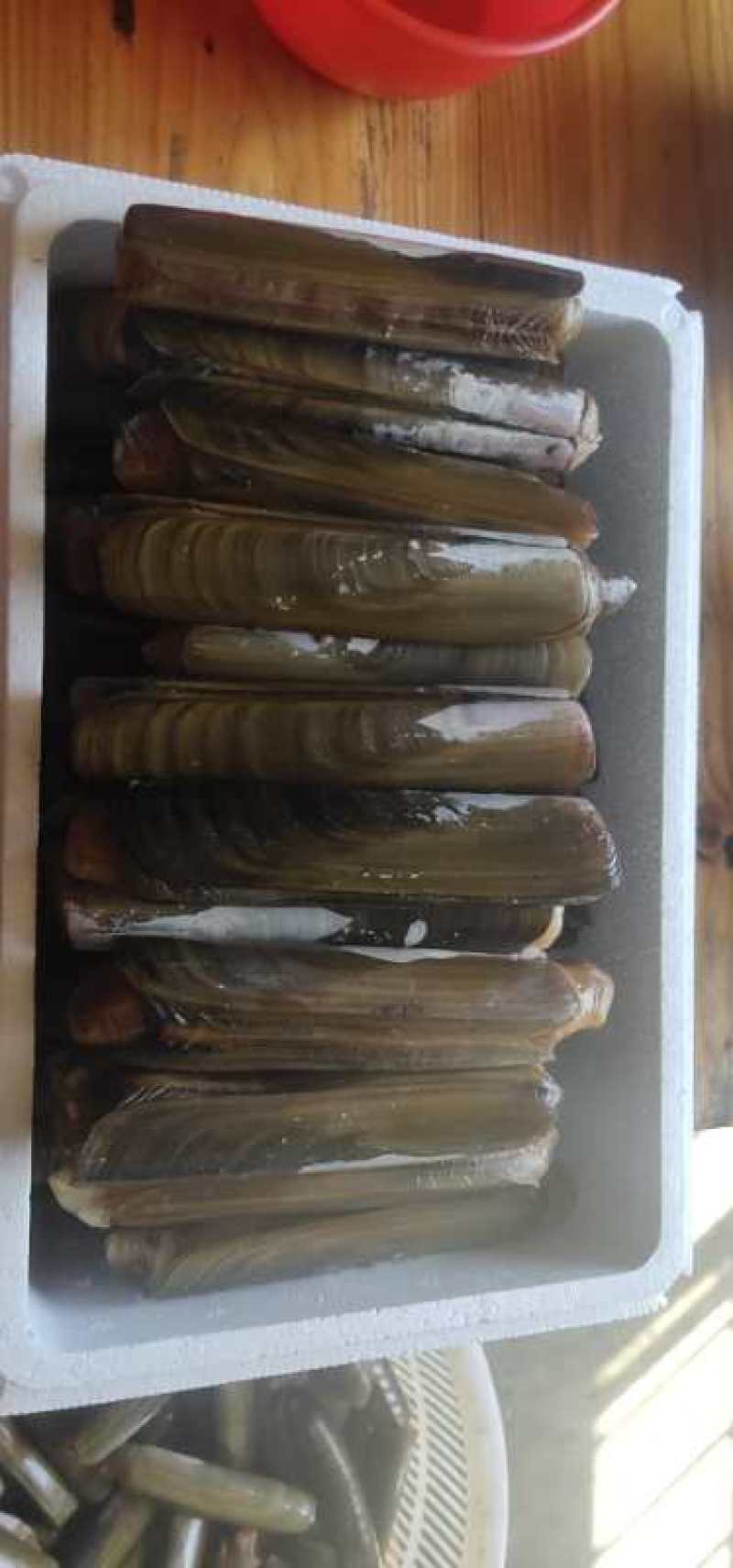 蛏子王，大蛏子，活度非常好，没有任何破损