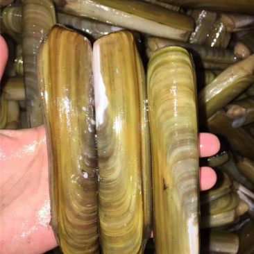 蛏子王，大蛏子，活度非常好，没有任何破损