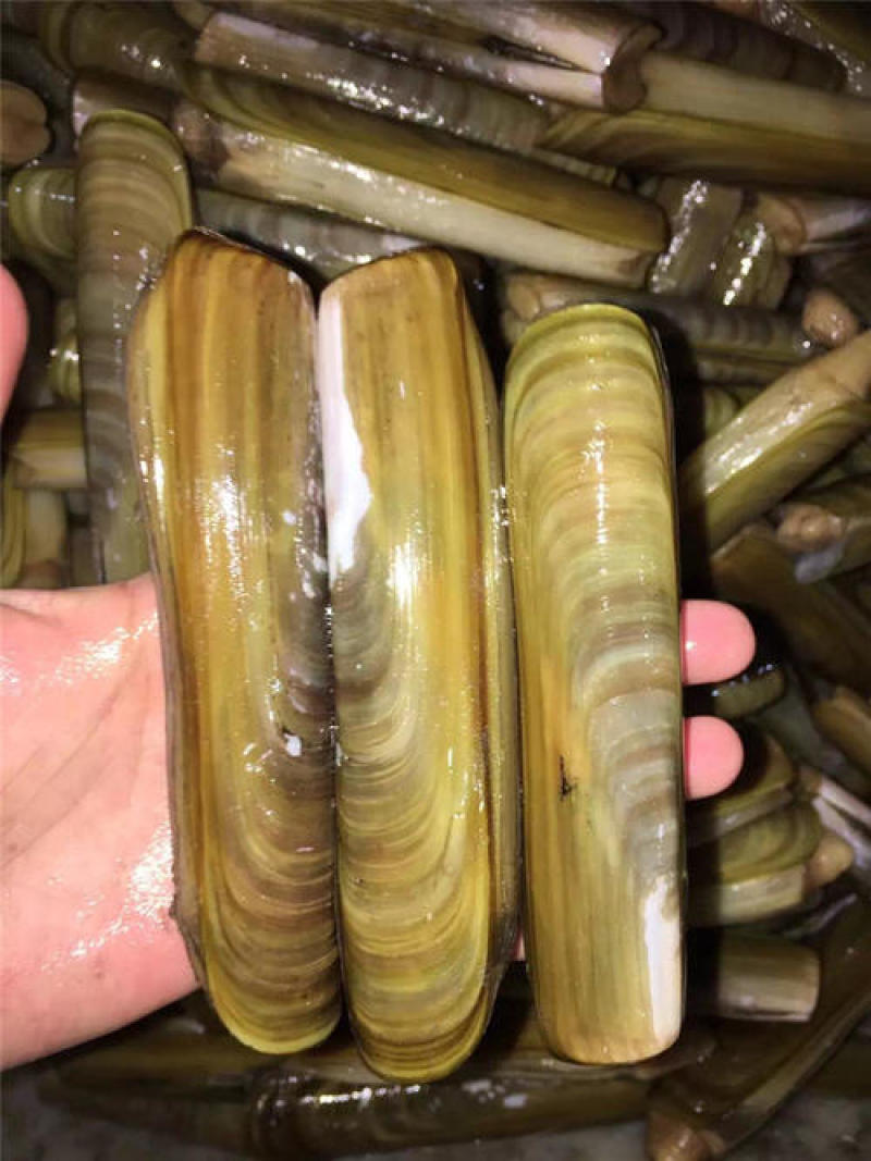 蛏子王，大蛏子，活度非常好，没有任何破损