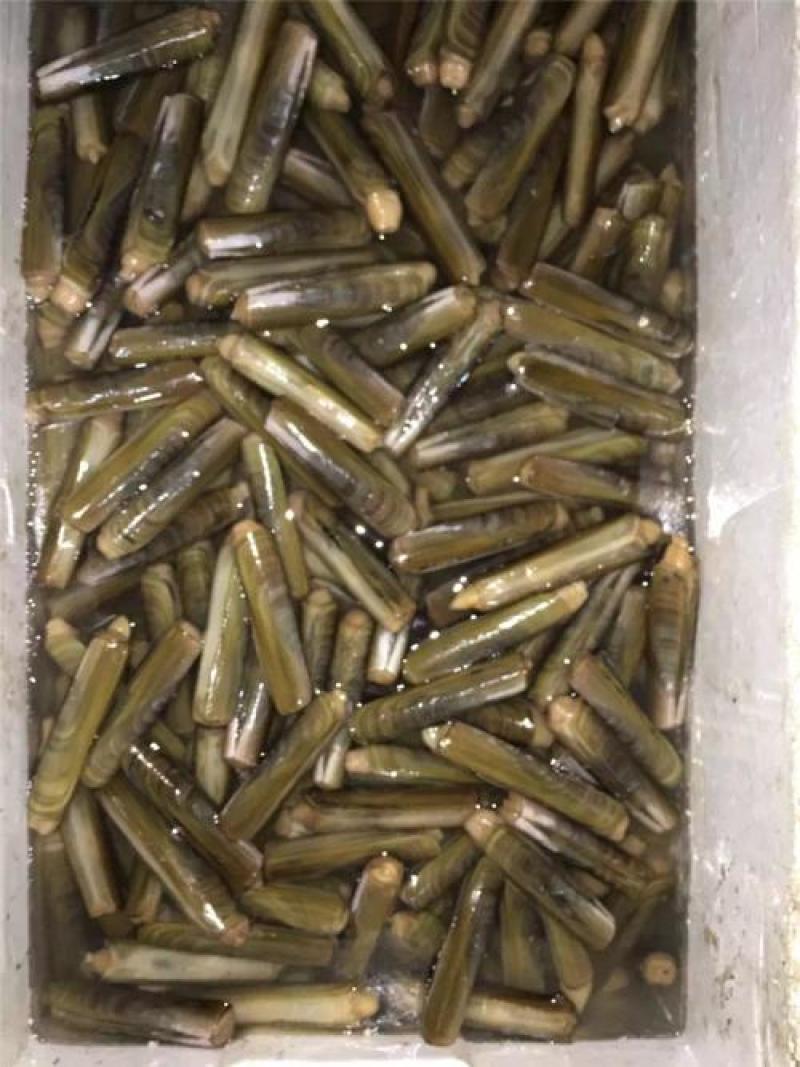 蛏子王，大蛏子，活度非常好，没有任何破损