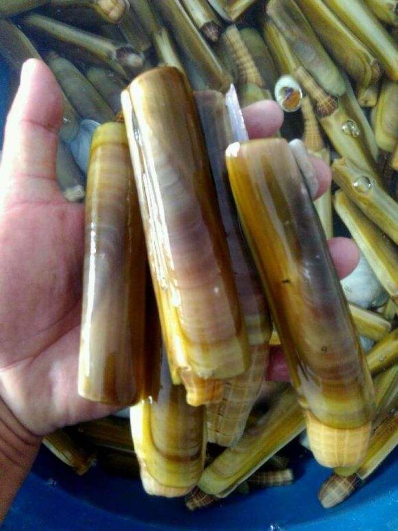 蛏子王，大蛏子，活度非常好，没有任何破损