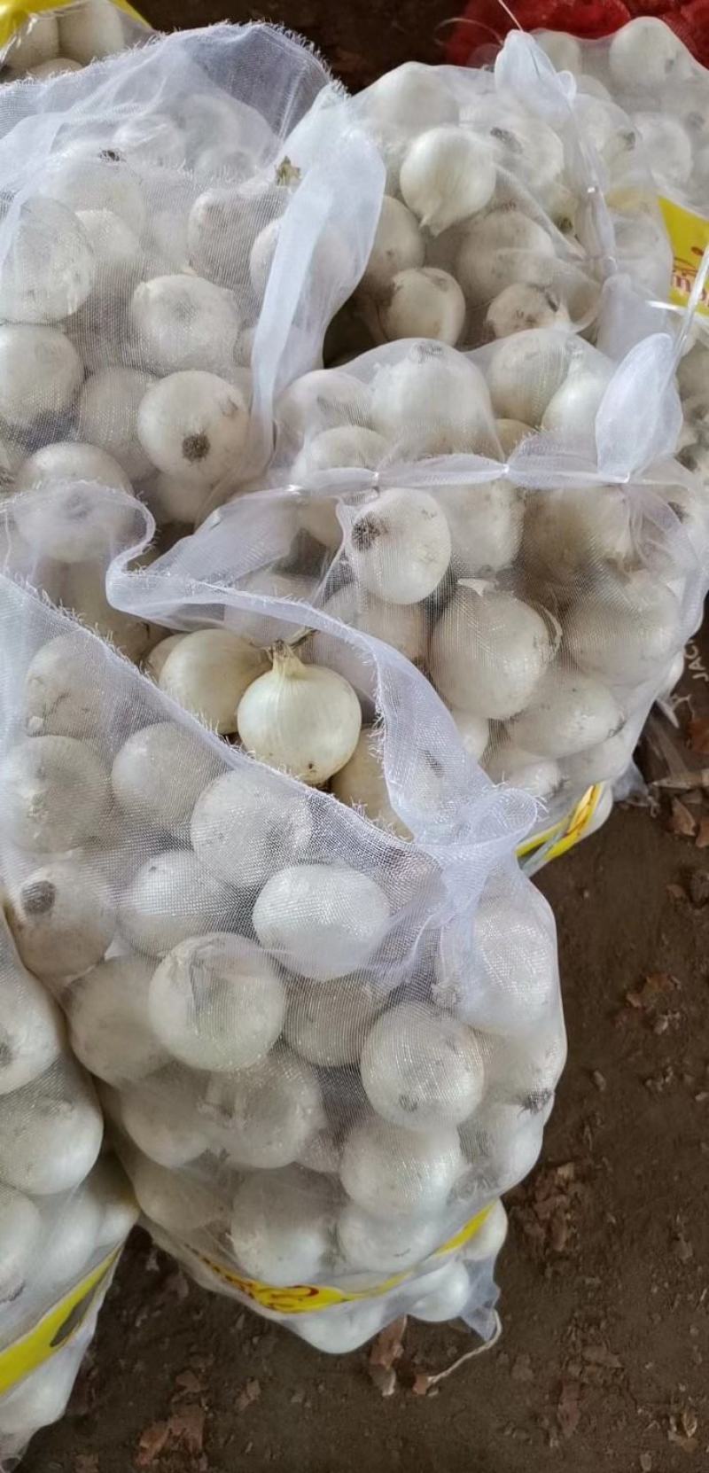 白皮洋葱【河南开封通许万亩洋葱基地直供直销】