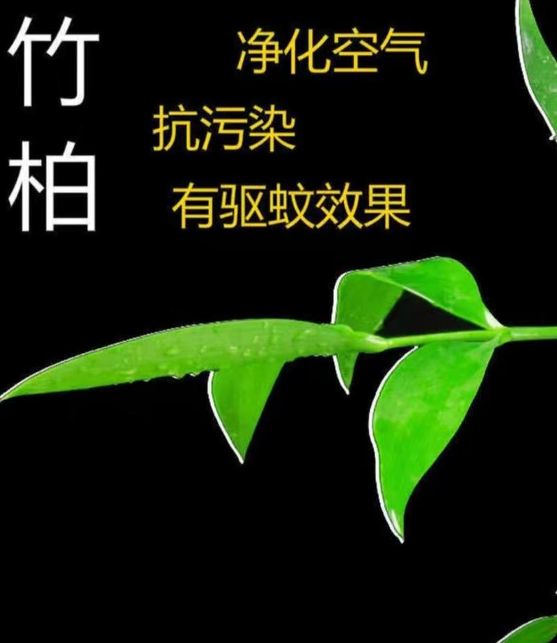 长寿竹盆栽平安竹四季长青吸甲醛净化空气寓意平安