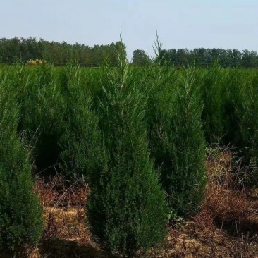 好1米塔柏常年基地批发量大优惠包装车40~400公分