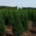 好1米塔柏常年基地批发量大优惠包装车40~400公分