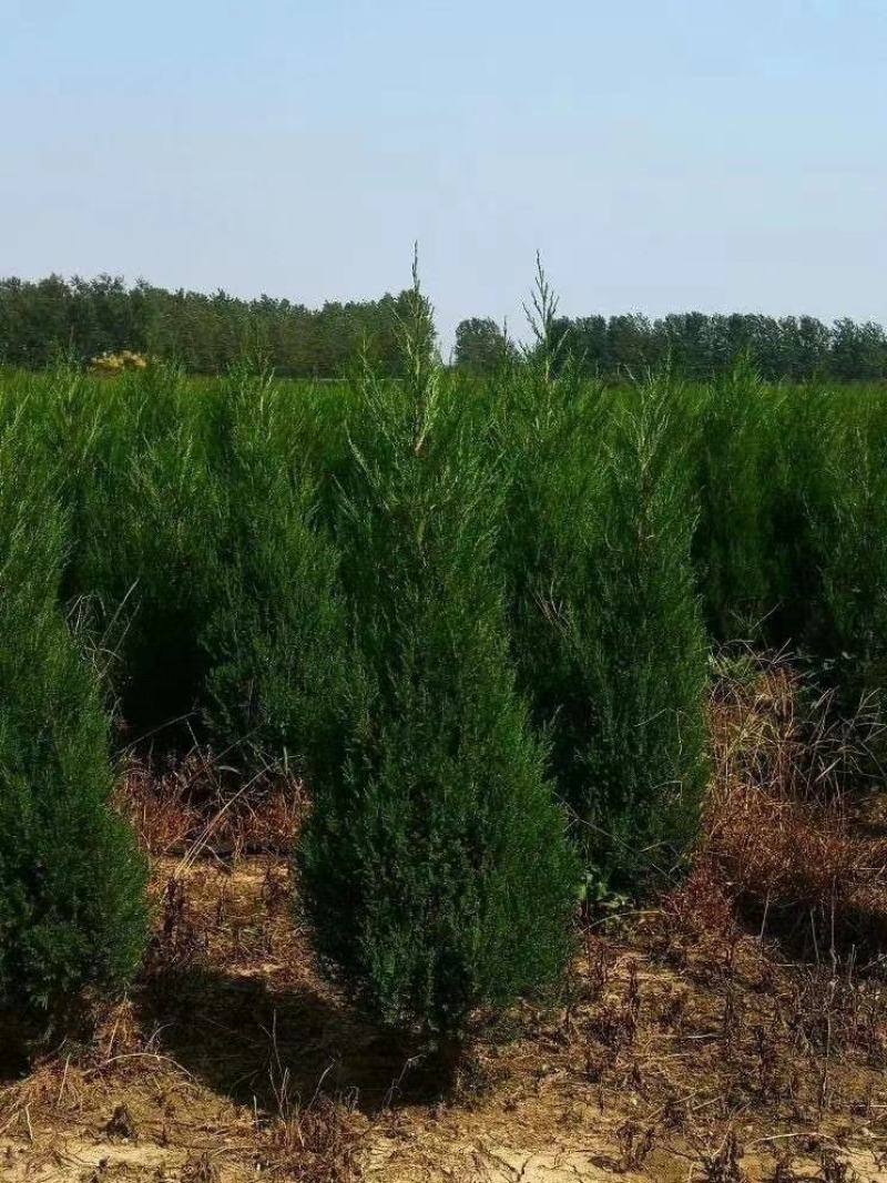 好1米塔柏常年基地批发量大优惠包装车40~400公分