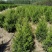 好1米塔柏常年基地批发量大优惠包装车40~400公分
