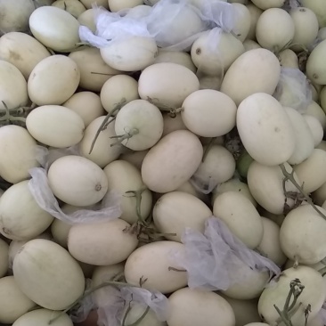 白金蜜清脆爽口二级瓜