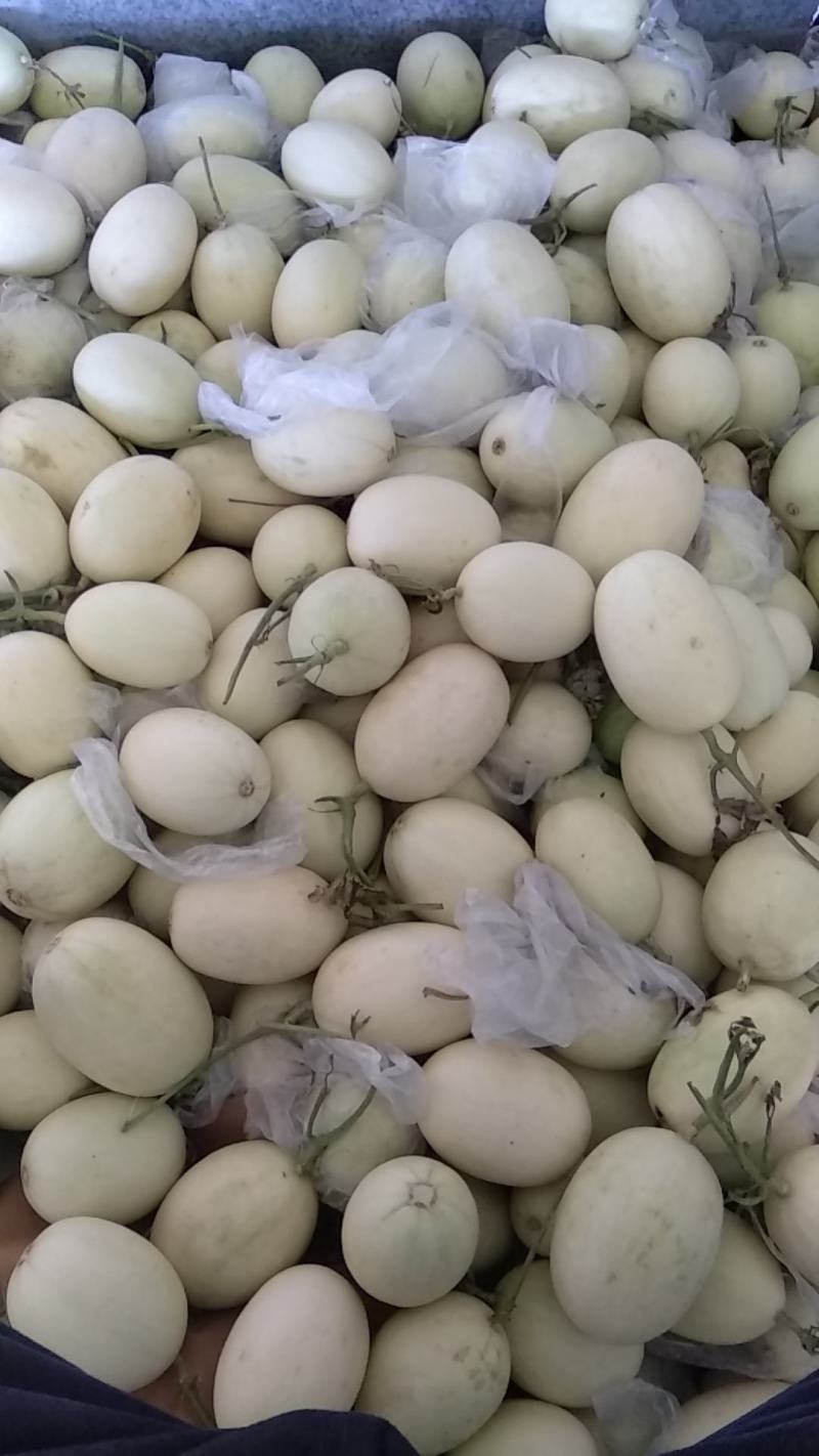 白金蜜清脆爽口二级瓜
