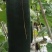 黑皮冬瓜种植基地大量上市