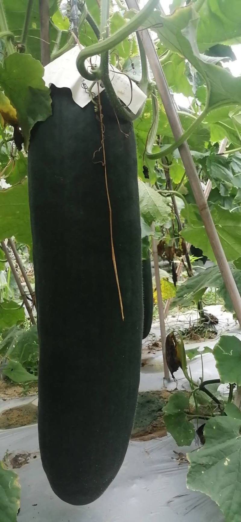 黑皮冬瓜种植基地大量上市