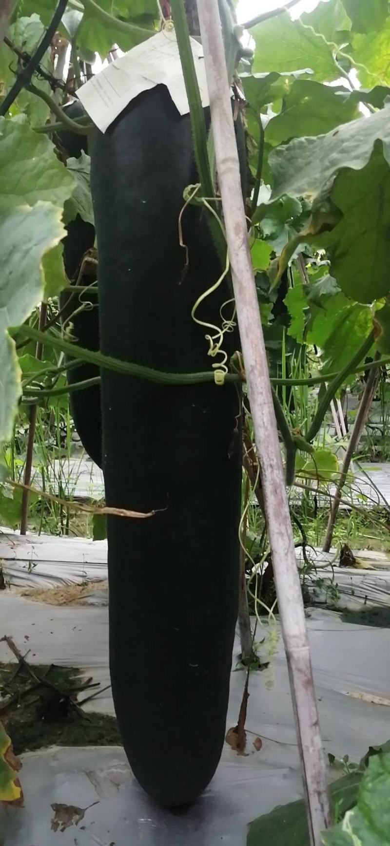 黑皮冬瓜种植基地大量上市