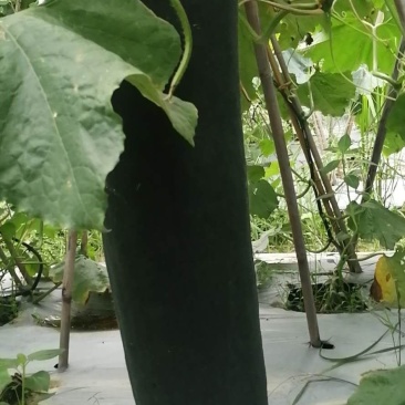 黑皮冬瓜种植基地大量上市