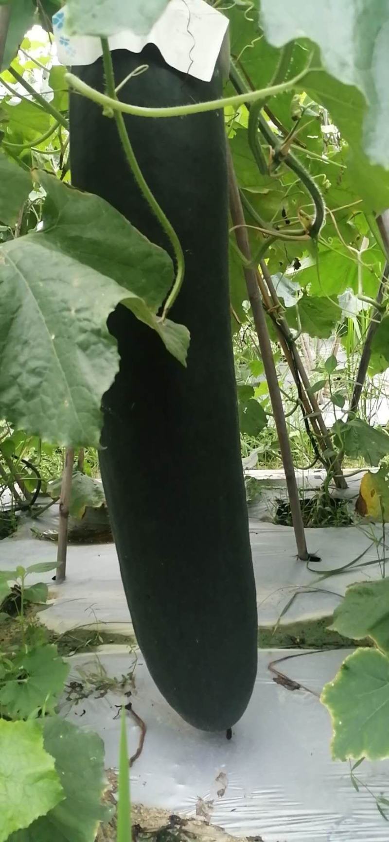 黑皮冬瓜种植基地大量上市