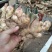 山东临沂生姜产地大量生姜上市了，货源充足全国发货