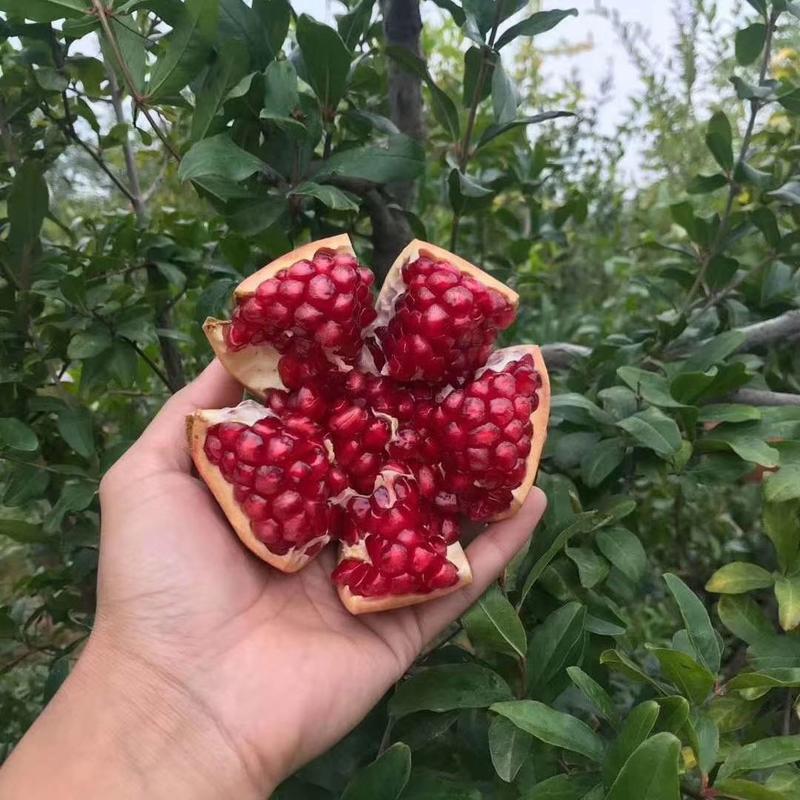 荥阳河阴软籽石榴，花果，麻果无坏果太阳果。