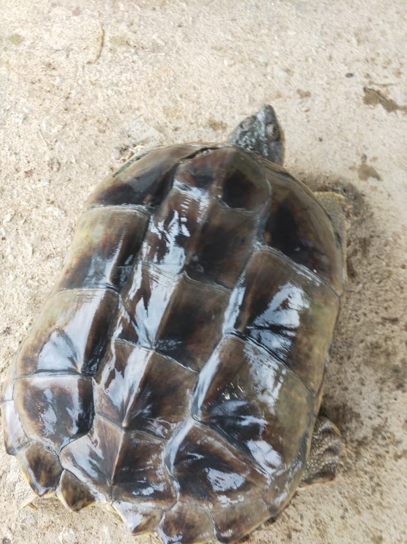 龟鳖类，鳄鱼龟，种龟，商品龟，大小都有。