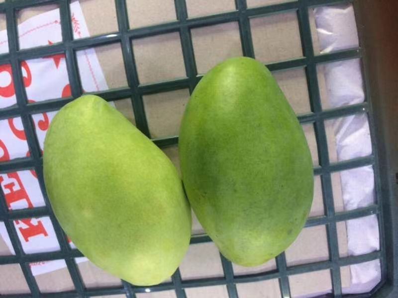 越南玉芒电商果工厂果已经大量上市价格优惠
