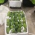 越南玉芒电商果工厂果已经大量上市价格优惠