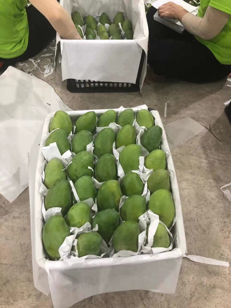 越南玉芒电商果工厂果已经大量上市价格优惠