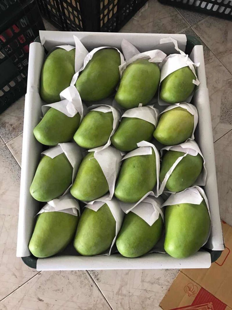 越南玉芒电商果工厂果已经大量上市价格优惠