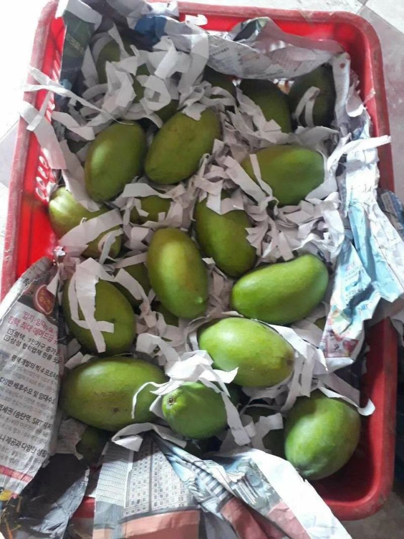 越南玉芒电商果工厂果已经大量上市价格优惠