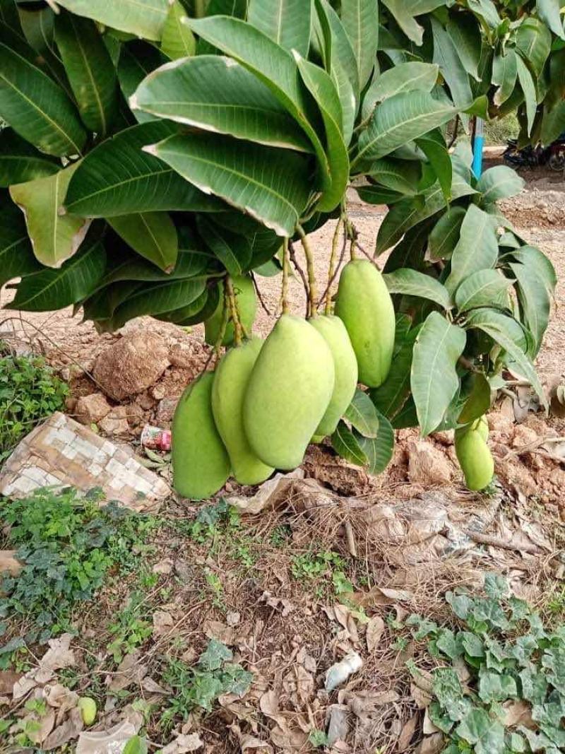 越南玉芒电商果工厂果已经大量上市价格优惠