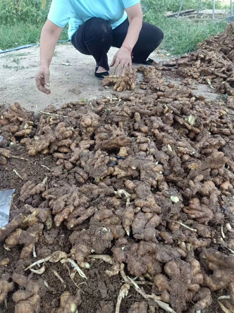 山东生姜大量上市了货源充足产地直销价格便宜